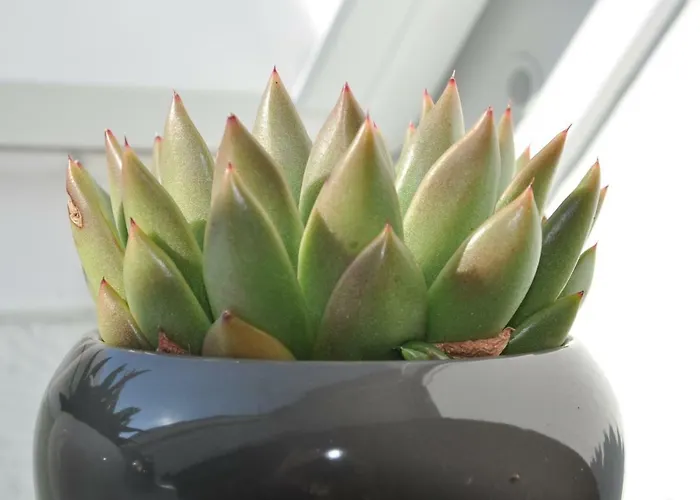 Moellenbecks Messewohnungen Apartamento Ratingen